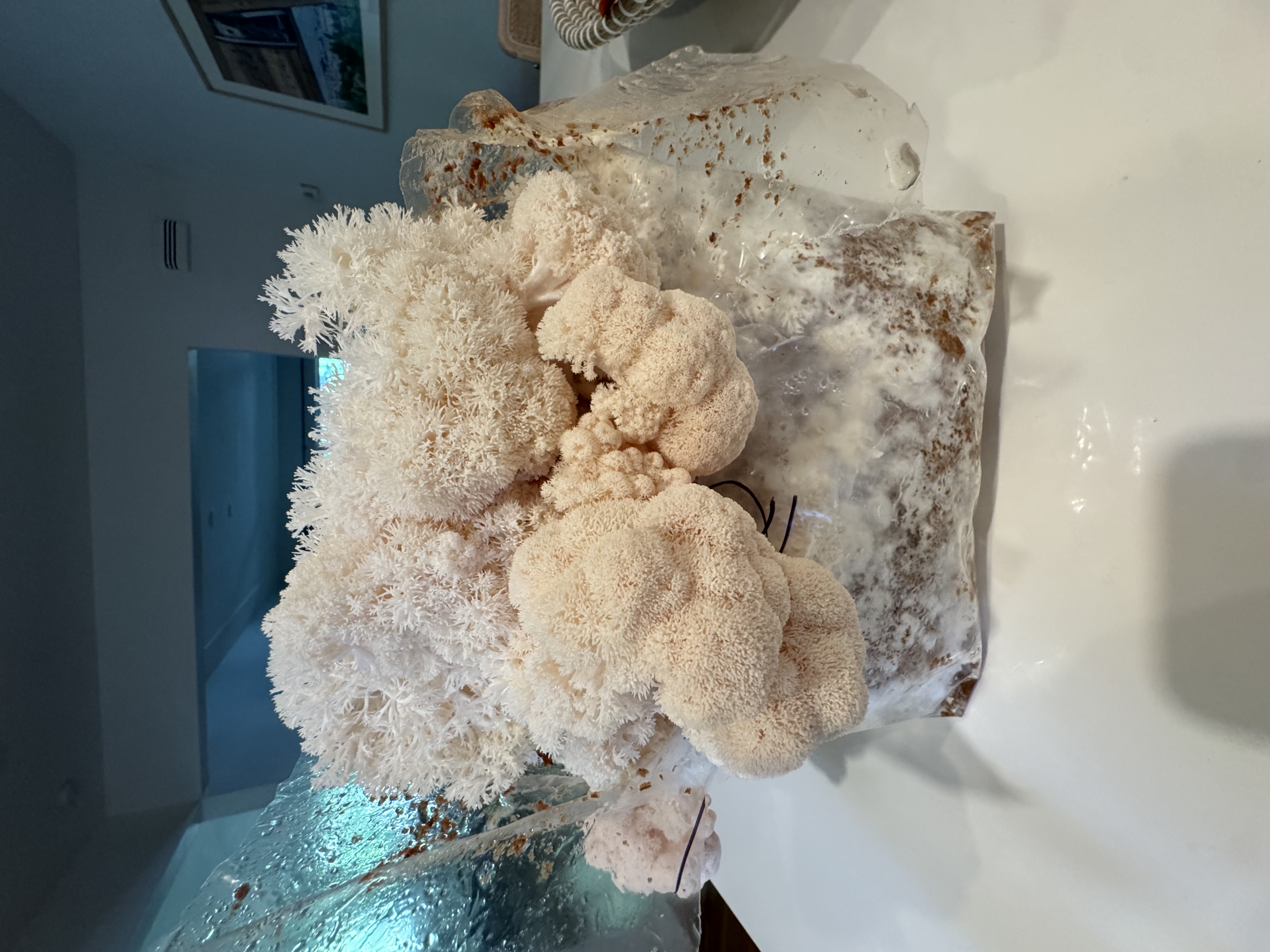 Large cluster of Lion's Mane mushrooms growing from a cultivation bag